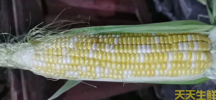 ũƷ͸㣬׵ƷЩ(ͼ5)