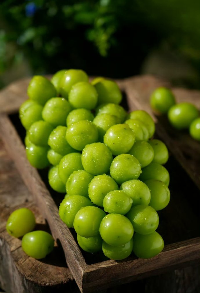 为什么阳光玫瑰青提的价格今年这么便宜?(图1) 为什么阳光玫瑰青提的价格今年这么便宜?(图1)